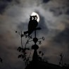 Girouette - Photo Chouette lune + base22 sur faîtage